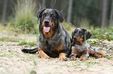 BEAUCERON - ADULTS and PUPPIES 014